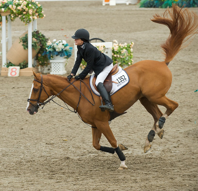 Equestrian horse jumping  1108